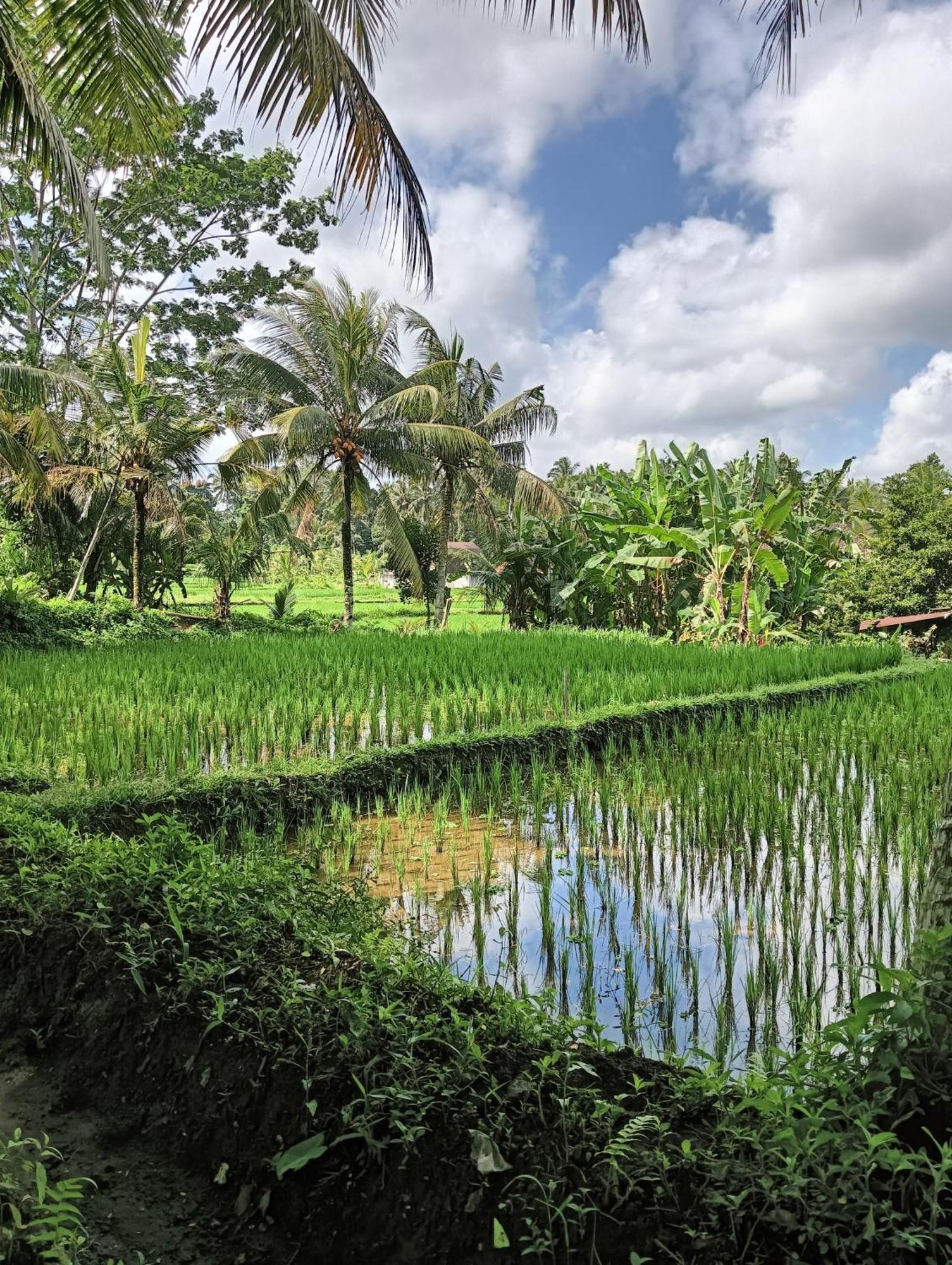Lodge Rumah Guci Ubud (Bali)